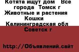 Котята ищут дом - Все города, Томск г. Животные и растения » Кошки   . Калининградская обл.,Советск г.